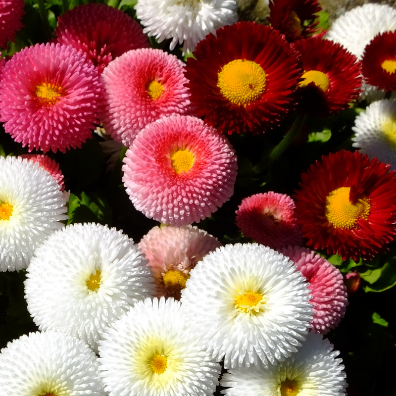 Bellis Bedding Plants - Mixed Colour Flowers, Garden Ready, 10.5cm Pots