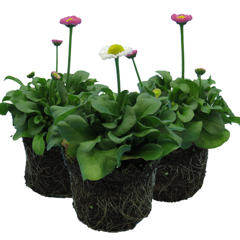 Bellis Bedding Plants - Mixed Colour Flowers, Garden Ready, 10.5cm Pots