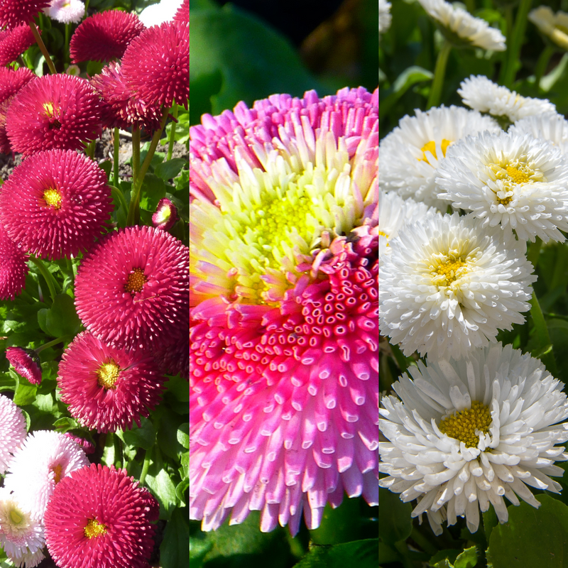 Bellis Bedding Plants - Mixed Colour Flowers, Garden Ready, 10.5cm Pots