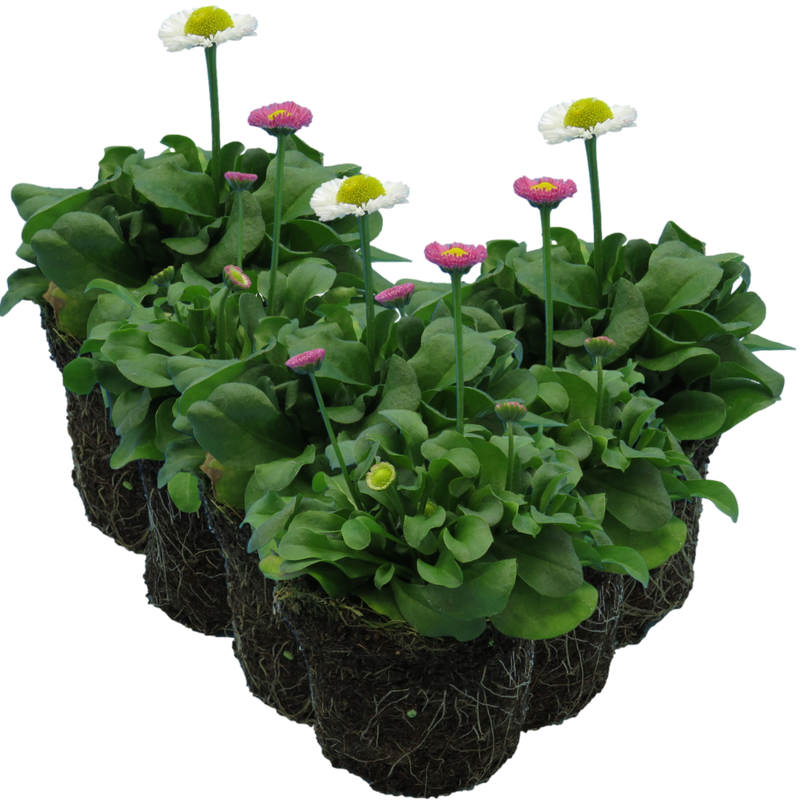 Bellis Bedding Plants - Mixed Colour Flowers, Garden Ready, 10.5cm Pots