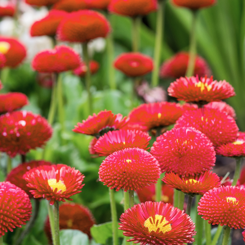Bellis Bedding Plants - Red Colour Flowers, Garden Ready, 10.5cm Pots