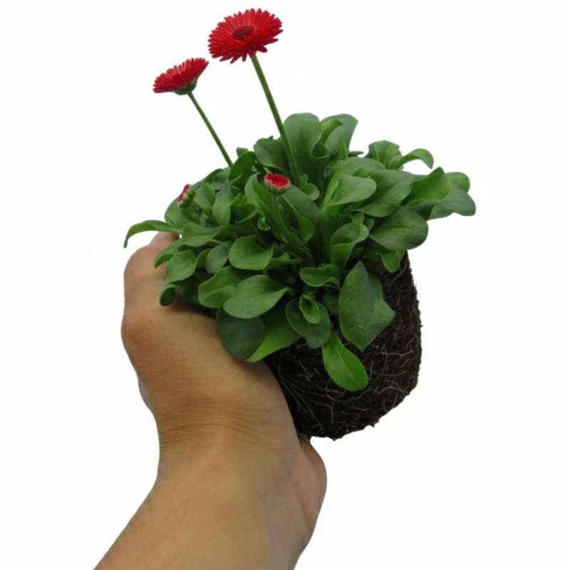 Bellis Bedding Plants - Red Colour Flowers, Garden Ready, 10.5cm Pots