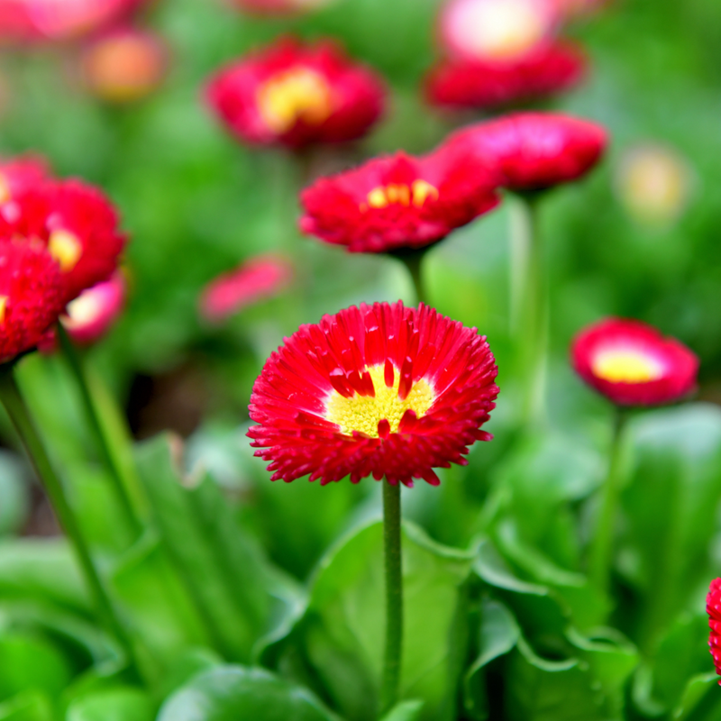 Bellis Bedding Plants - Red Colour Flowers, Garden Ready, 10.5cm Pots