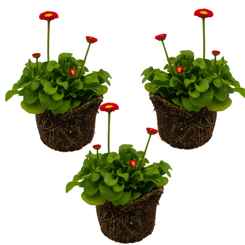 Bellis Bedding Plants - Red Colour Flowers, Garden Ready, 10.5cm Pots