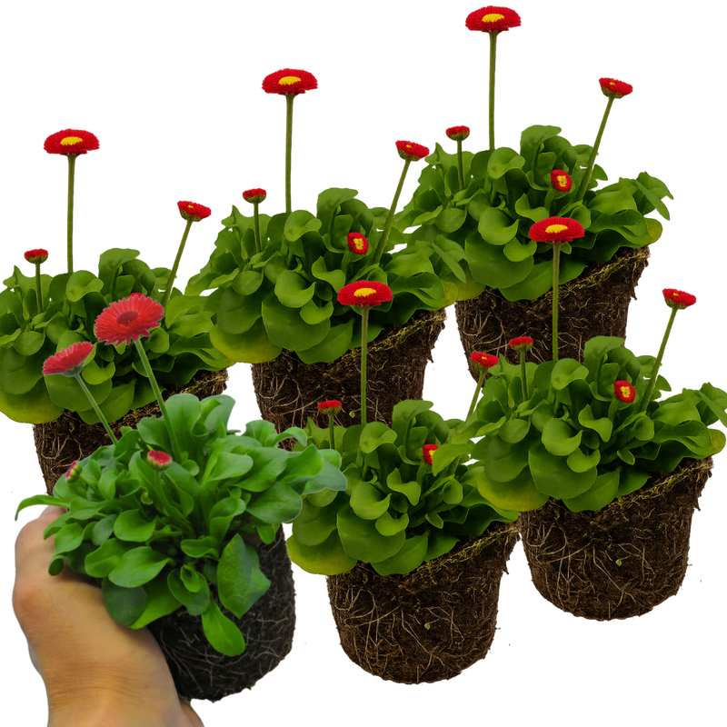 Bellis Bedding Plants - Red Colour Flowers, Garden Ready, 10.5cm Pots