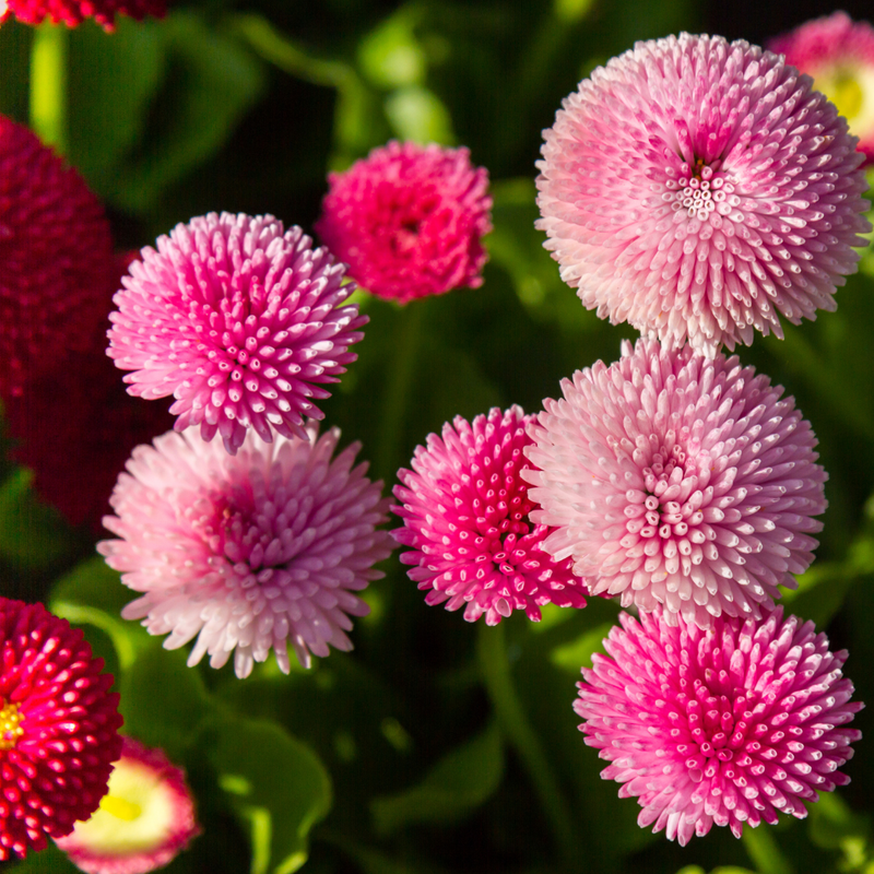 Bellis Bedding Plants - Rose Colour Flowers, Garden Ready, 10.5cm Pots