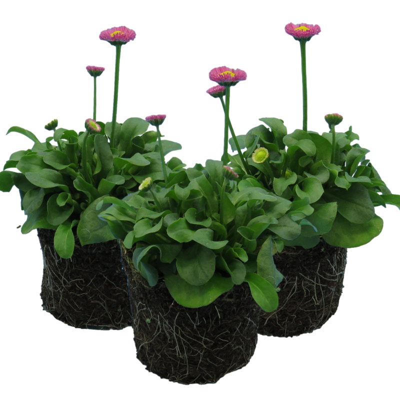 Bellis Bedding Plants - Rose Colour Flowers, Garden Ready, 10.5cm Pots