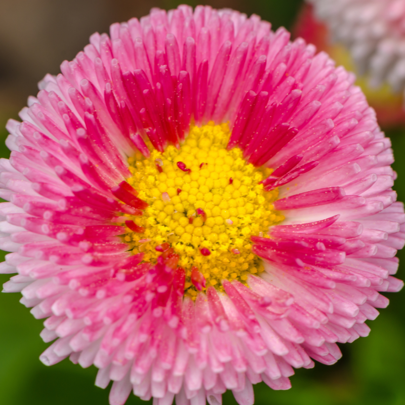 Bellis Bedding Plants - Rose Colour Flowers, Garden Ready, 10.5cm Pots