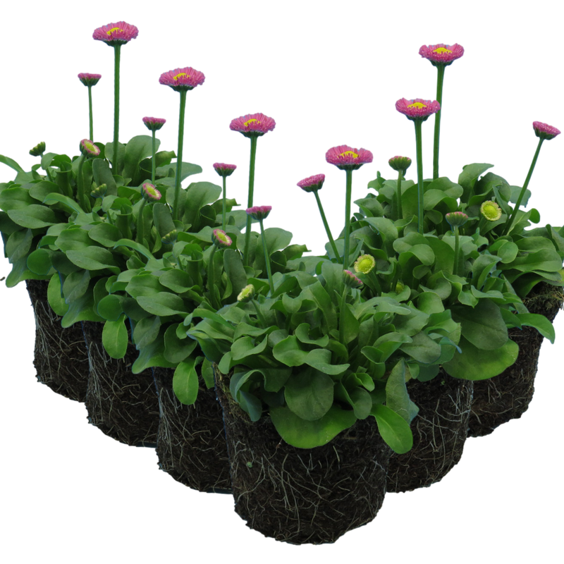 Bellis Bedding Plants - Rose Colour Flowers, Garden Ready, 10.5cm Pots