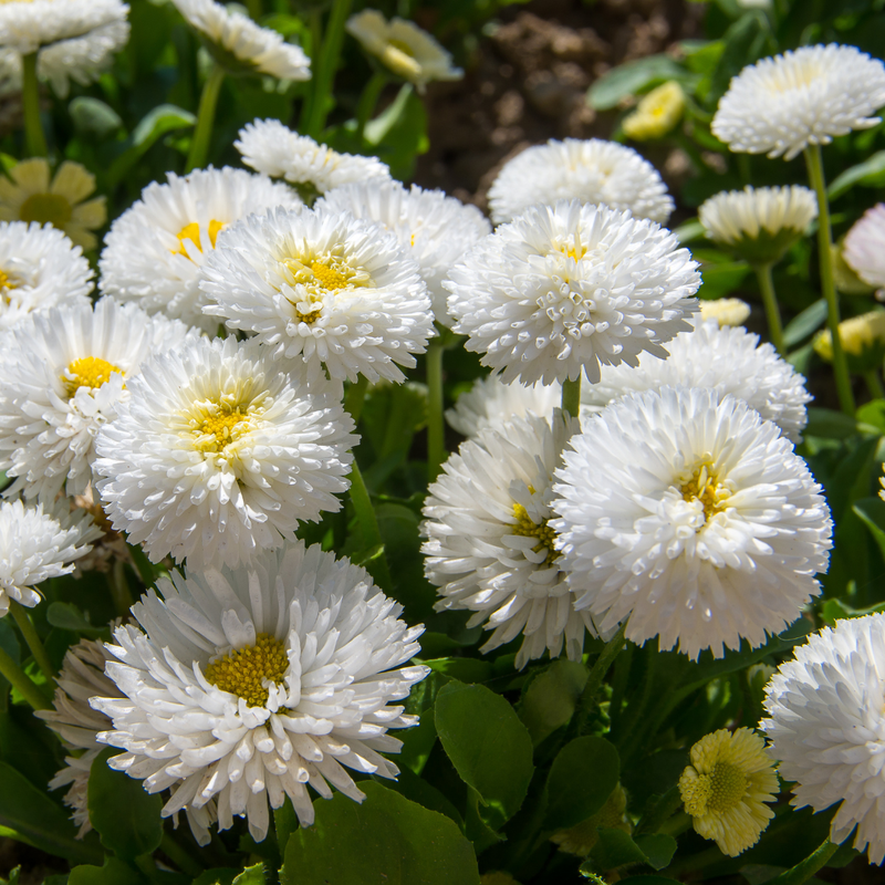 Bellis Bedding Plants - White Colour Flowers, Garden Ready, 10.5cm Pots