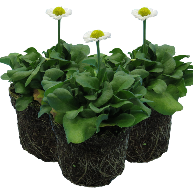 Bellis Bedding Plants - White Colour Flowers, Garden Ready, 10.5cm Pots