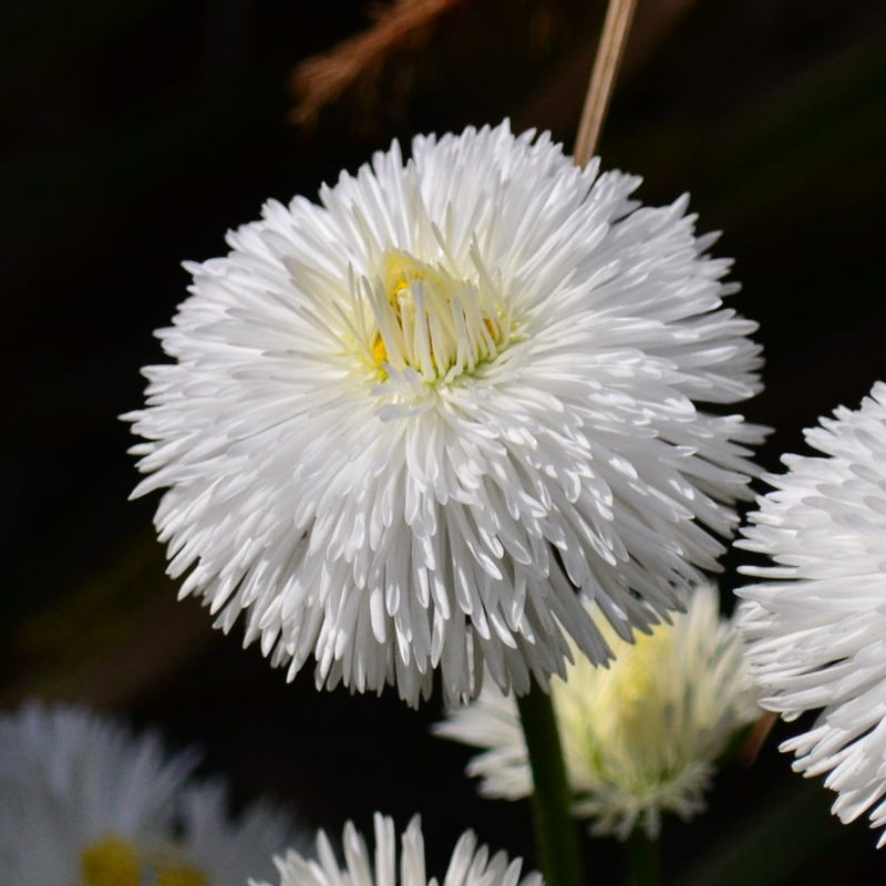 Bellis Bedding Plants - White Colour Flowers, Garden Ready, 10.5cm Pots