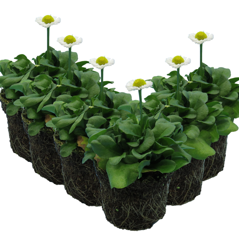 Bellis Bedding Plants - White Colour Flowers, Garden Ready, 10.5cm Pots