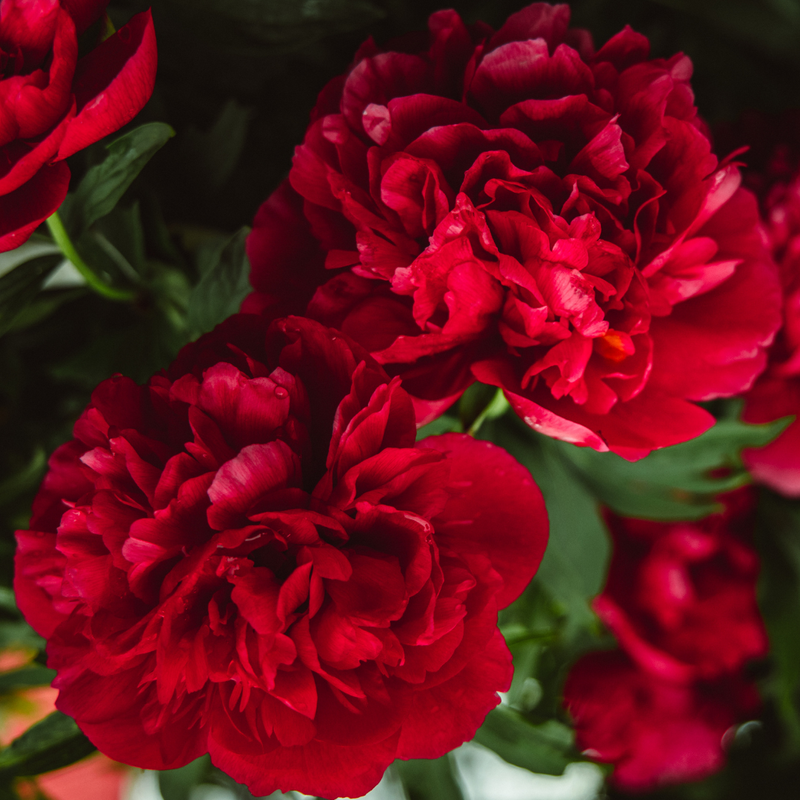 Dark Red Carnation Plants - 10.5cm Ready to Plant in Your Garden, Peat Free