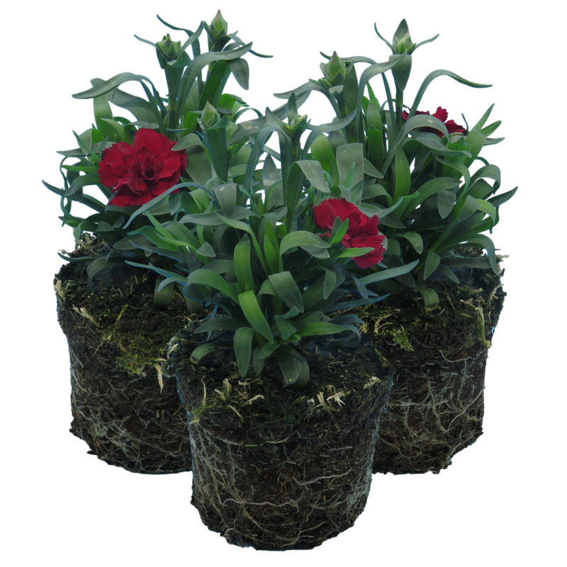 Dark Red Carnation Plants - 10.5cm Ready to Plant in Your Garden, Peat Free