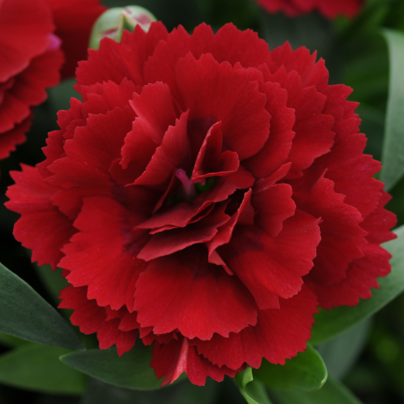 Dark Red Carnation Plants - 10.5cm Ready to Plant in Your Garden, Peat Free