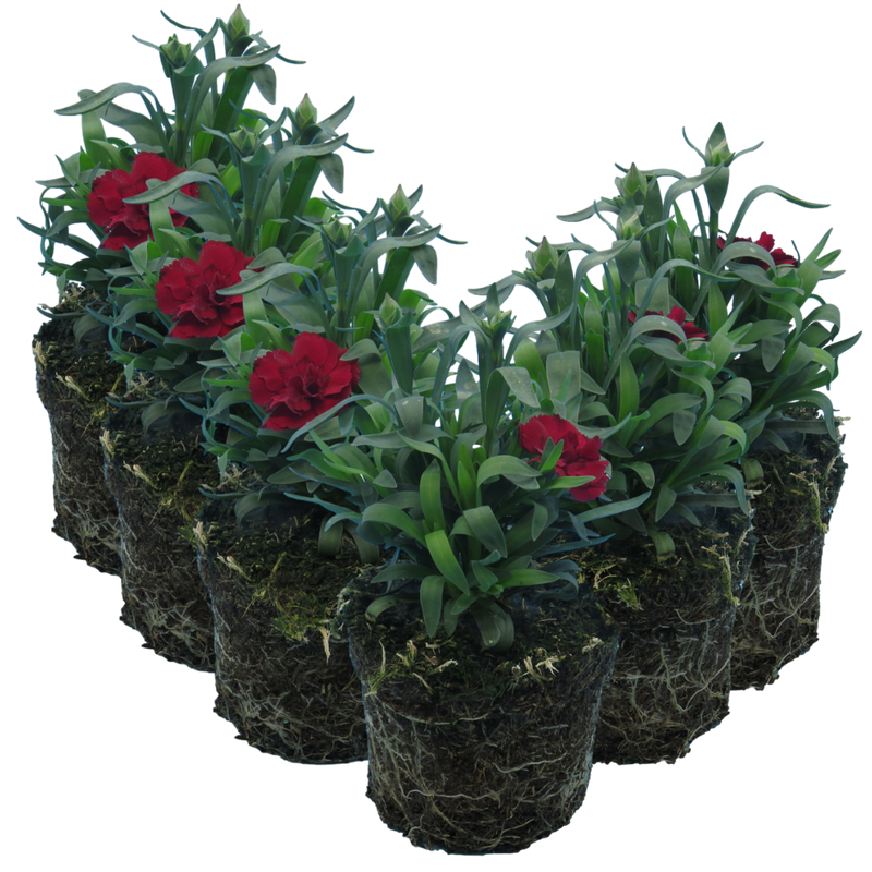 Dark Red Carnation Plants - 10.5cm Ready to Plant in Your Garden, Peat Free