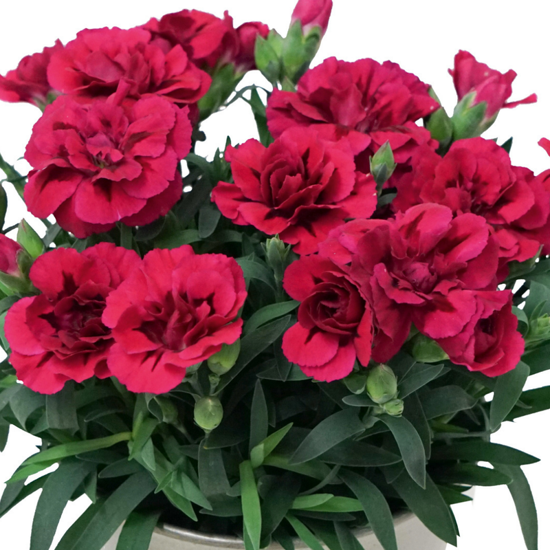 Oscar Carnation Plants - Ready to Plant in Your Garden, 10.5cm Pot Size