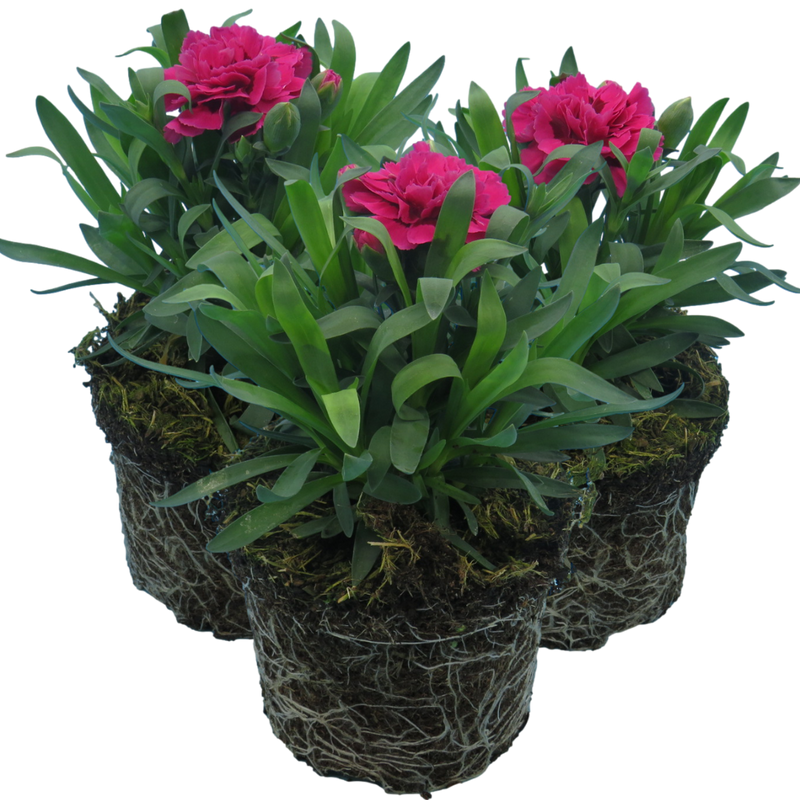 Oscar Carnation Plants - Ready to Plant in Your Garden, 10.5cm Pot Size