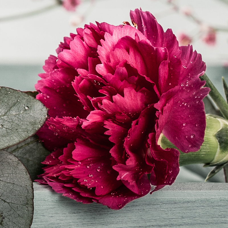Oscar Carnation Plants - Ready to Plant in Your Garden, 10.5cm Pot Size