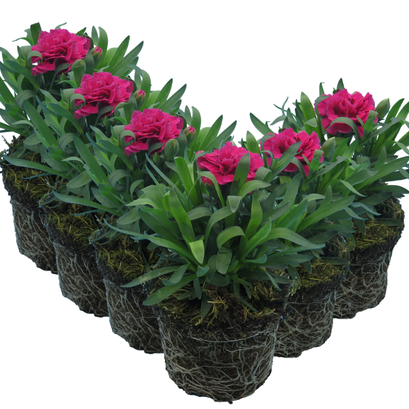 Oscar Carnation Plants - Ready to Plant in Your Garden, 10.5cm Pot Size
