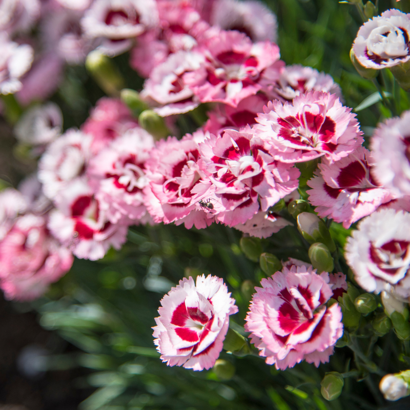 Purple Star Carnation Plants - Ready to Plant in Your Garden, Peat Free 10.5cm