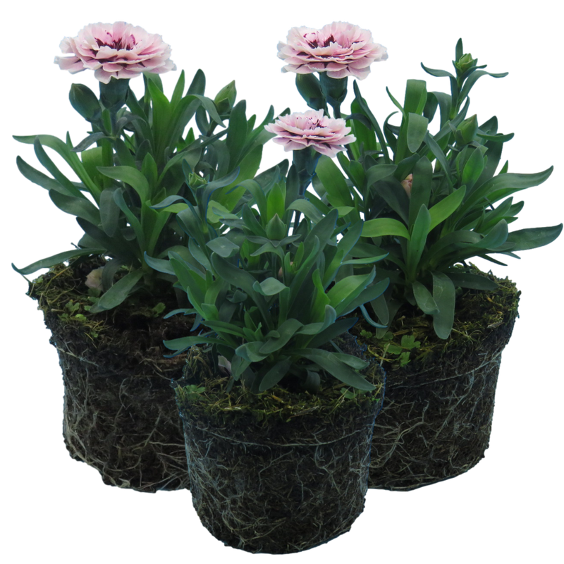 Purple Star Carnation Plants - Ready to Plant in Your Garden, Peat Free 10.5cm