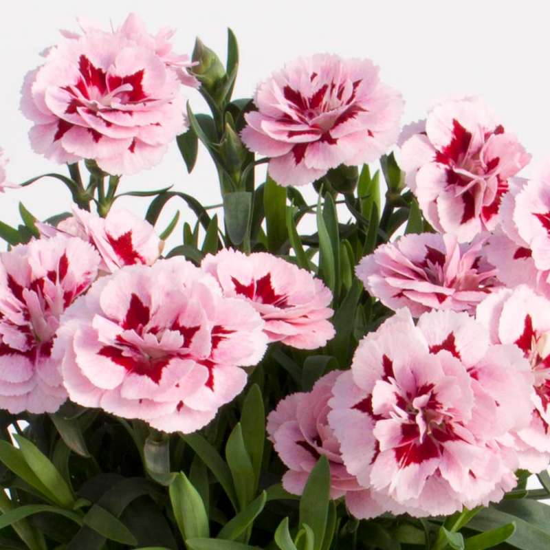 Purple Star Carnation Plants - Ready to Plant in Your Garden, Peat Free 10.5cm