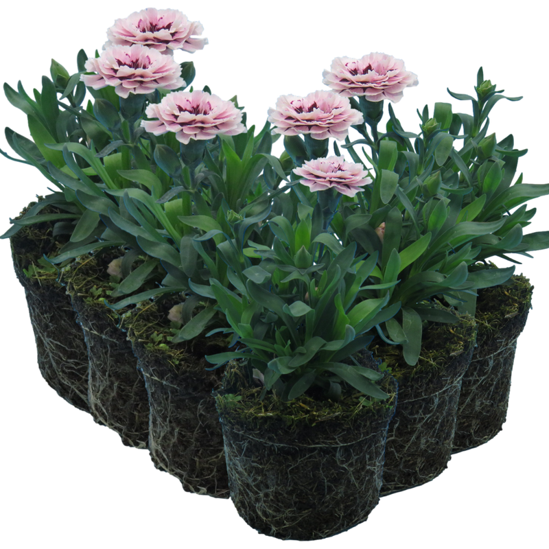 Purple Star Carnation Plants - Ready to Plant in Your Garden, Peat Free 10.5cm