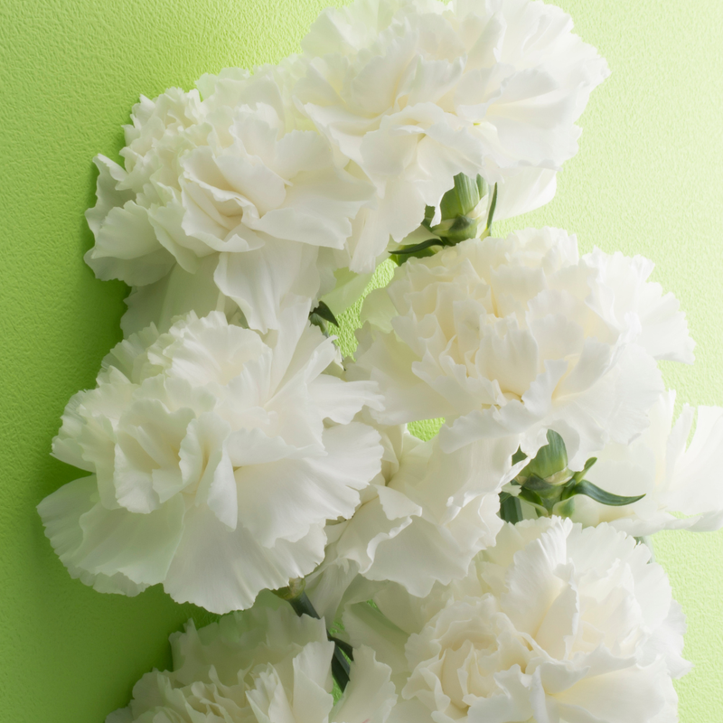 White Carnation Plants - Ready to Plant in Your Garden, 10.5cm Pot Size