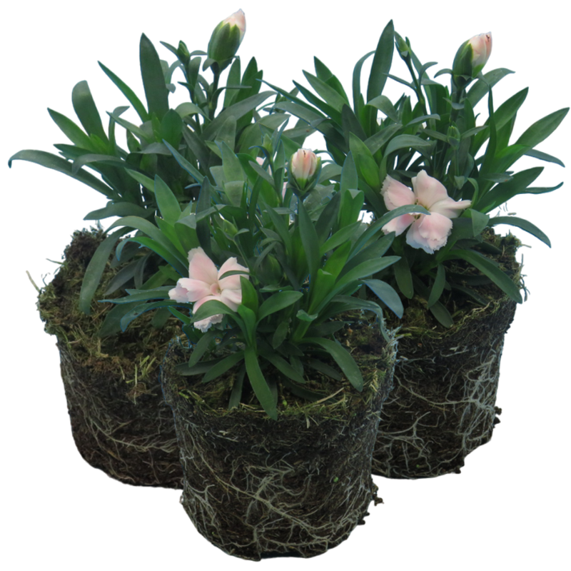 White Carnation Plants - Ready to Plant in Your Garden, 10.5cm Pot Size