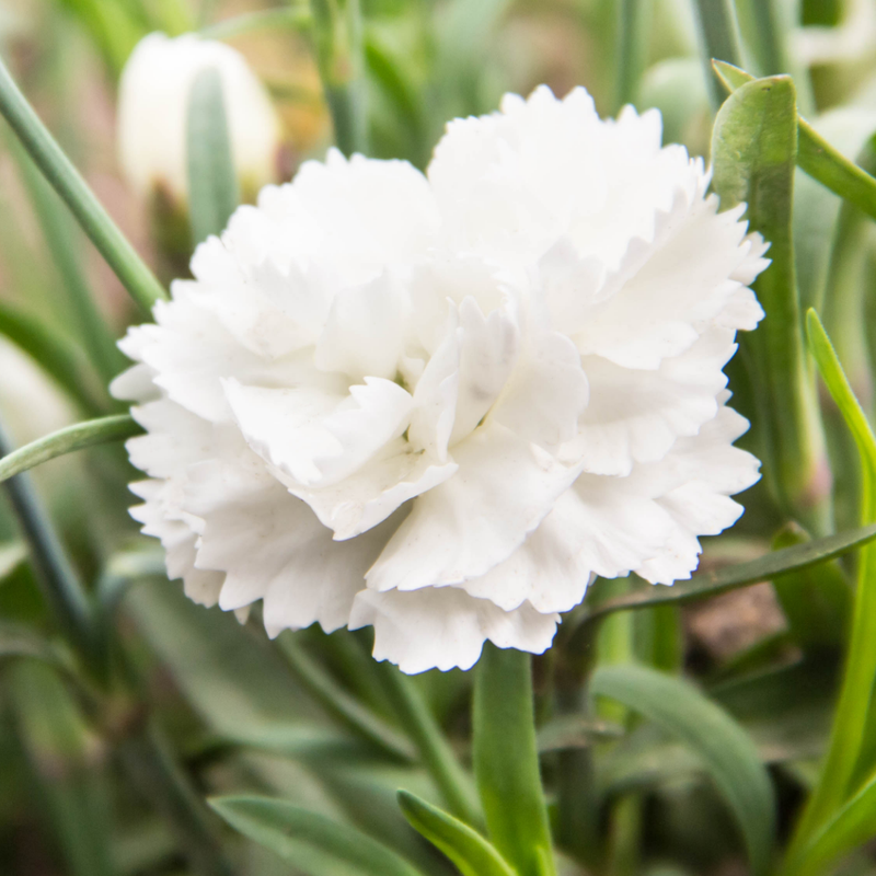 White Carnation Plants - Ready to Plant in Your Garden, 10.5cm Pot Size