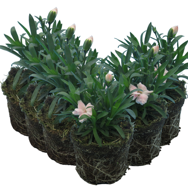 White Carnation Plants - Ready to Plant in Your Garden, 10.5cm Pot Size
