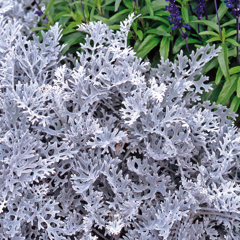 Cineraria Plants - Pink Colour Flowers, Garden Ready, 10.5cm Rootballs