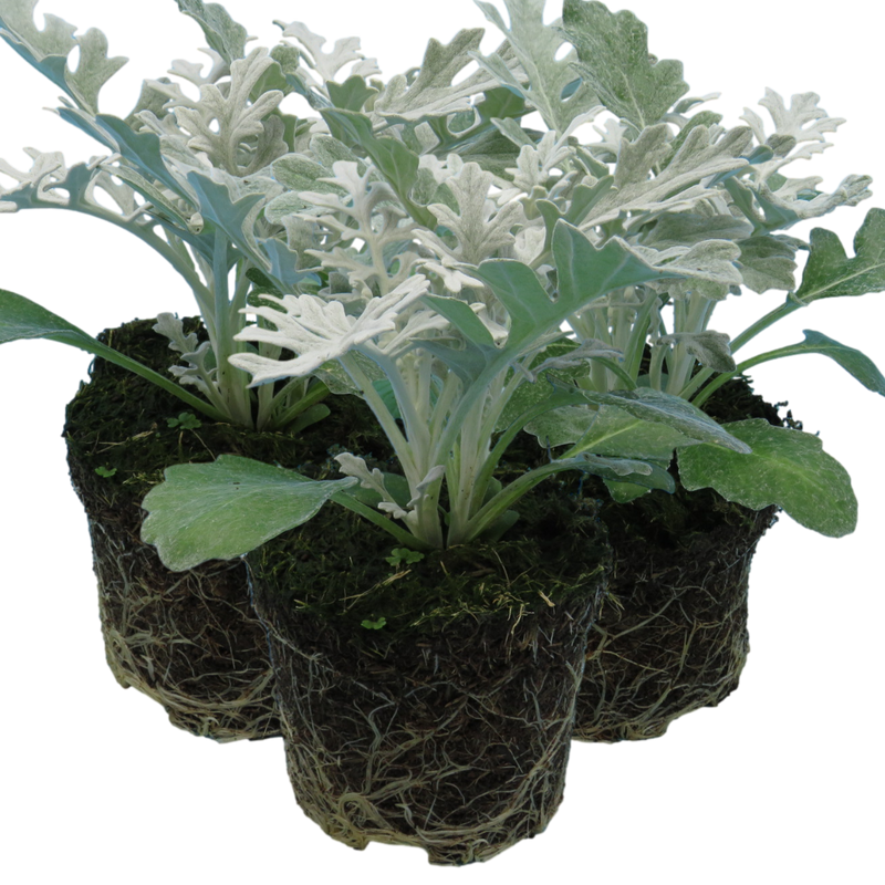 Cineraria Plants - Pink Colour Flowers, Garden Ready, 10.5cm Rootballs