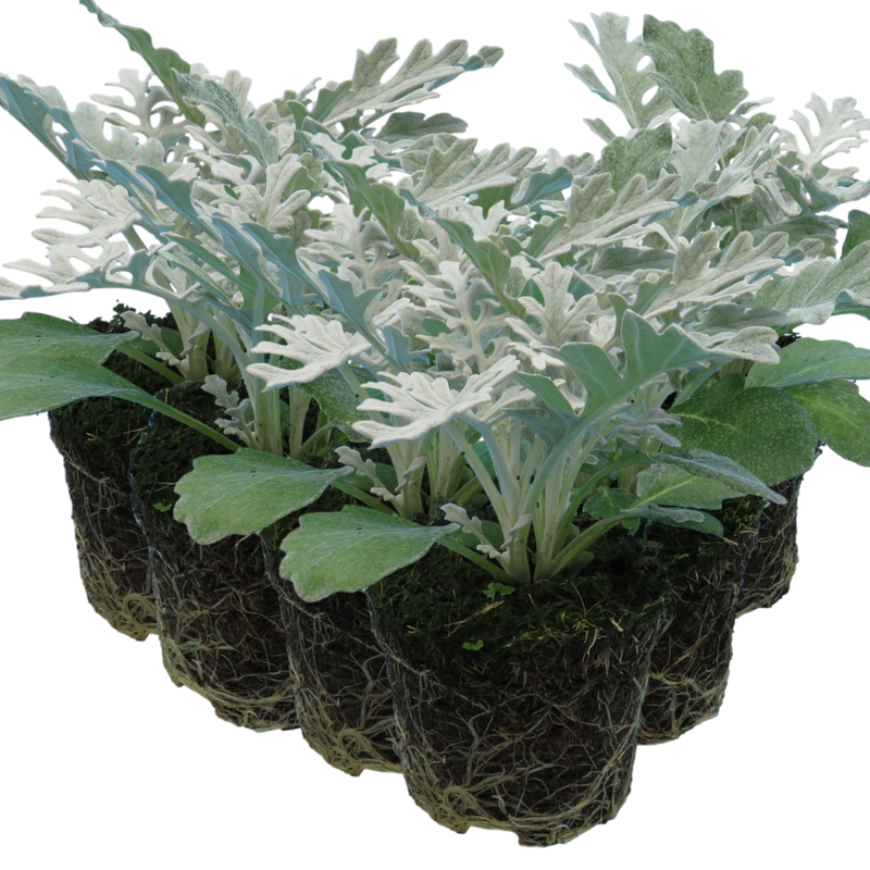 Cineraria Plants - Pink Colour Flowers, Garden Ready, 10.5cm Rootballs