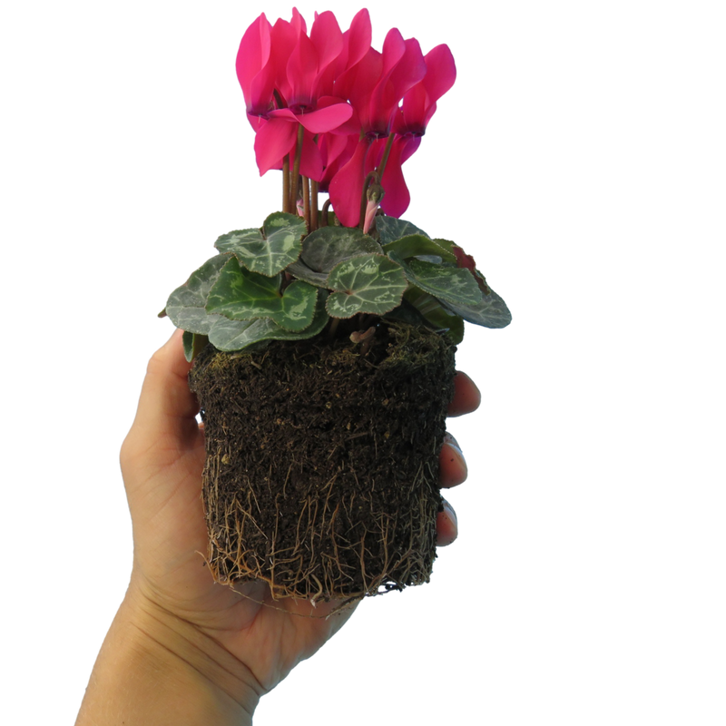Cyclamen Deep Rose, 10.5cm Ready to Plant in Your Garden