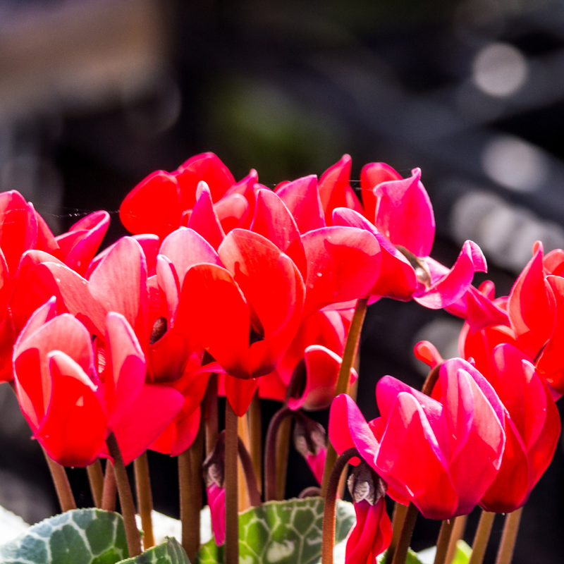 Cyclamen Deep Rose, 10.5cm Ready to Plant in Your Garden
