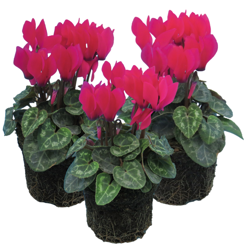 Cyclamen Deep Rose, 10.5cm Ready to Plant in Your Garden