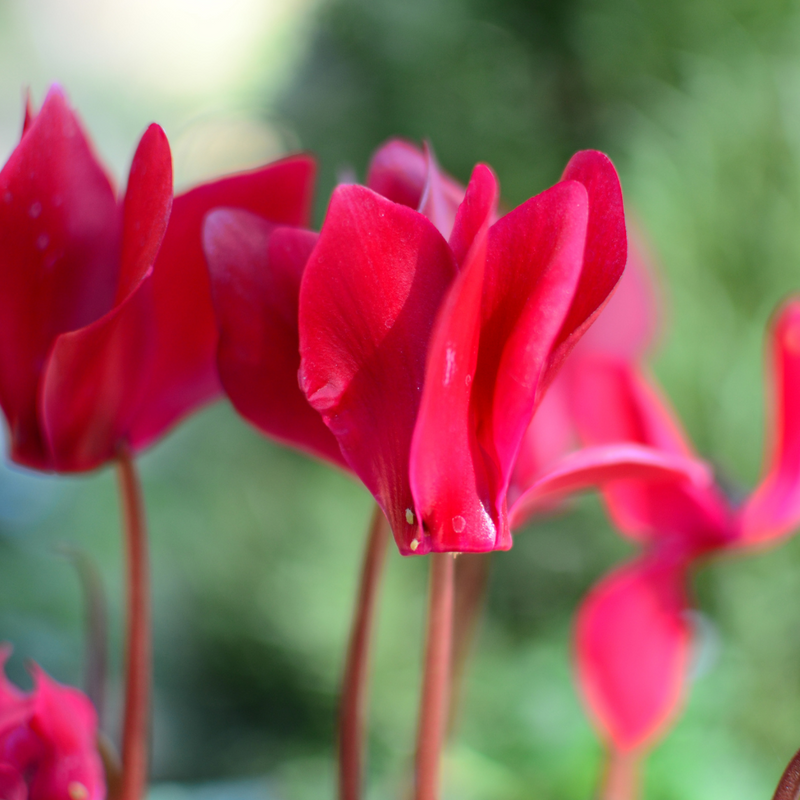 Cyclamen Deep Rose, 10.5cm Ready to Plant in Your Garden