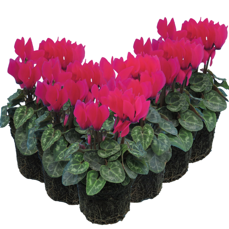 Cyclamen Deep Rose, 10.5cm Ready to Plant in Your Garden