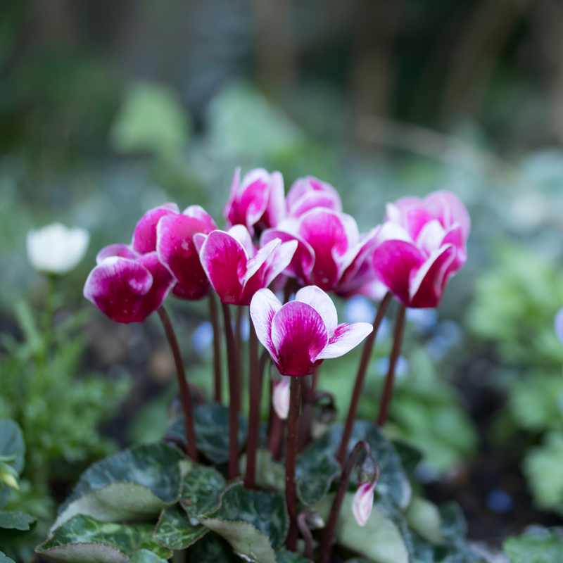 Cyclamen Dark Red Flame, 10.5cm Ready to Plant in Your Garden, Peat Free