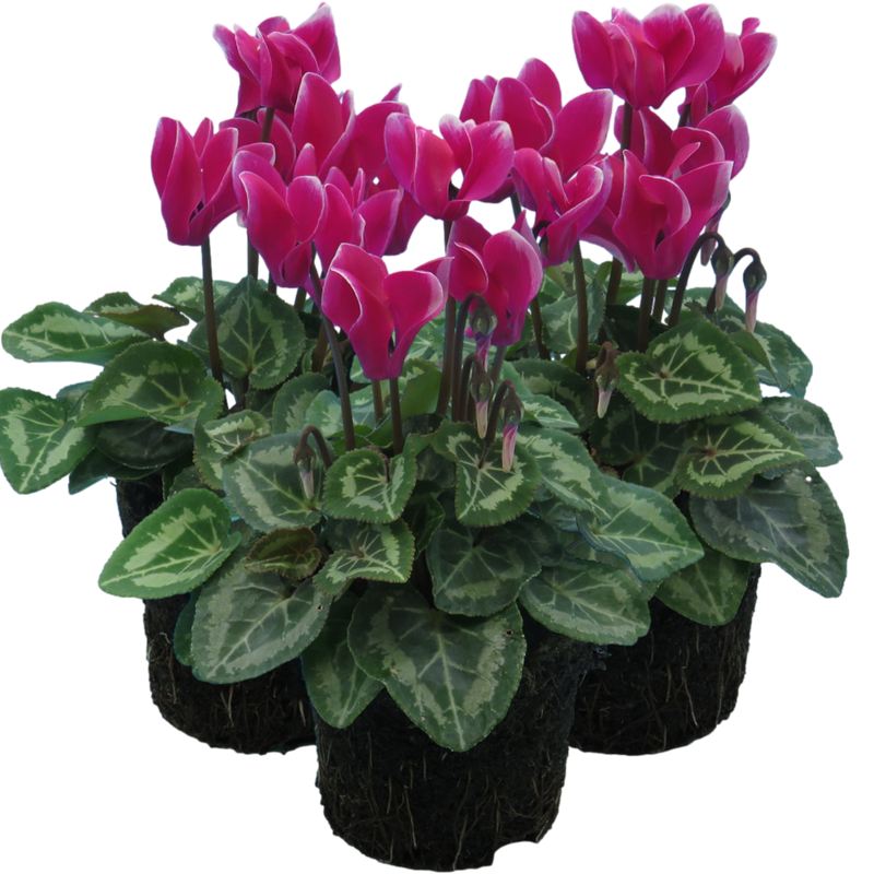 Cyclamen Dark Red Flame, 10.5cm Ready to Plant in Your Garden, Peat Free