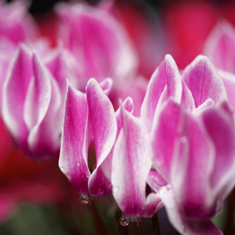 Cyclamen Dark Red Flame, 10.5cm Ready to Plant in Your Garden, Peat Free