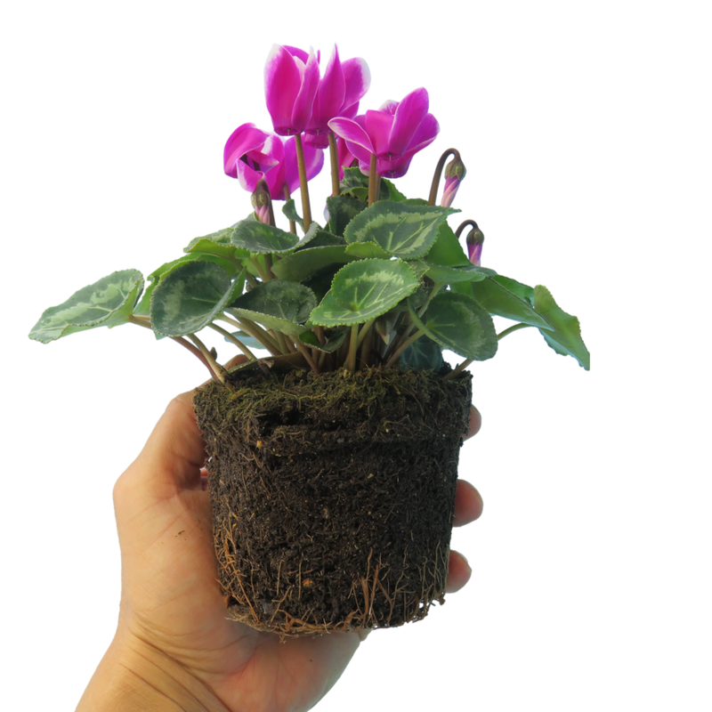 Cyclamen Dark Red Flame, 10.5cm Ready to Plant in Your Garden, Peat Free