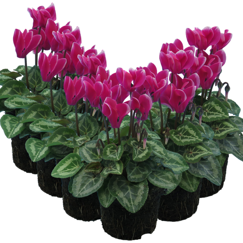 Cyclamen Dark Red Flame, 10.5cm Ready to Plant in Your Garden, Peat Free