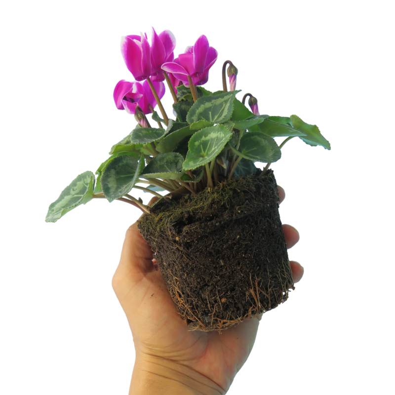 Cyclamen Flame Growers Selection - 10.5cm mix- Ready to Plant in your Garden