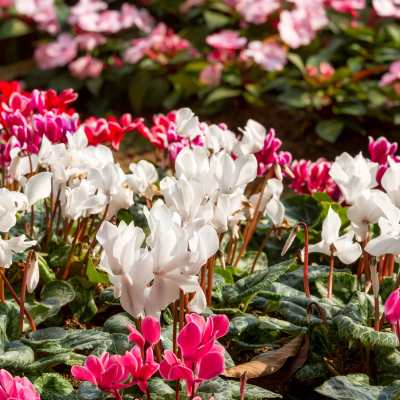 Cyclamen Flame Growers Selection - 10.5cm mix- Ready to Plant in your Garden