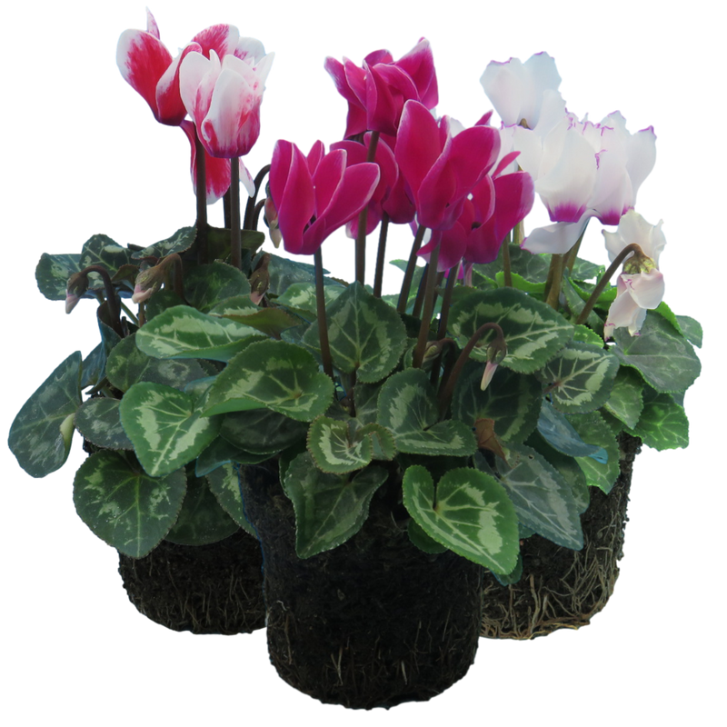 Cyclamen Flame Growers Selection - 10.5cm mix- Ready to Plant in your Garden