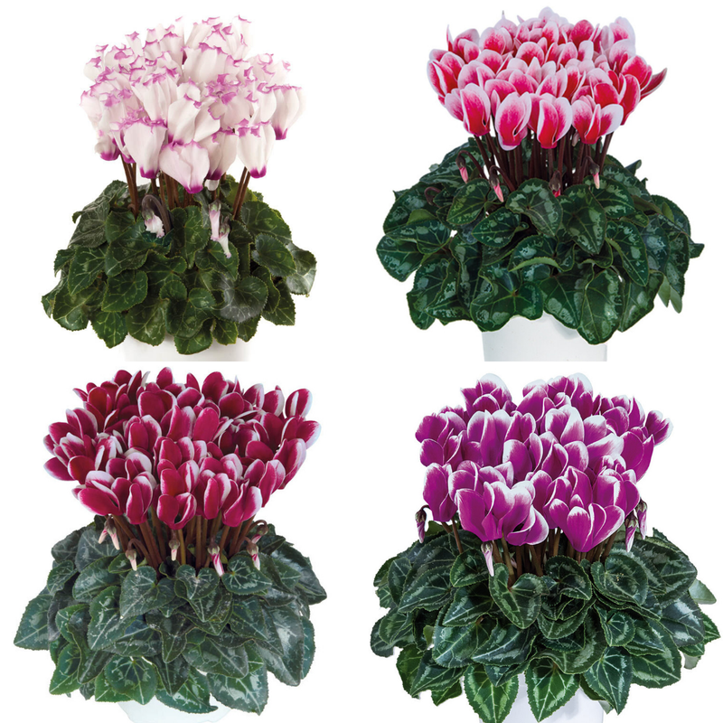 Cyclamen Flame Growers Selection - 10.5cm mix- Ready to Plant in your Garden